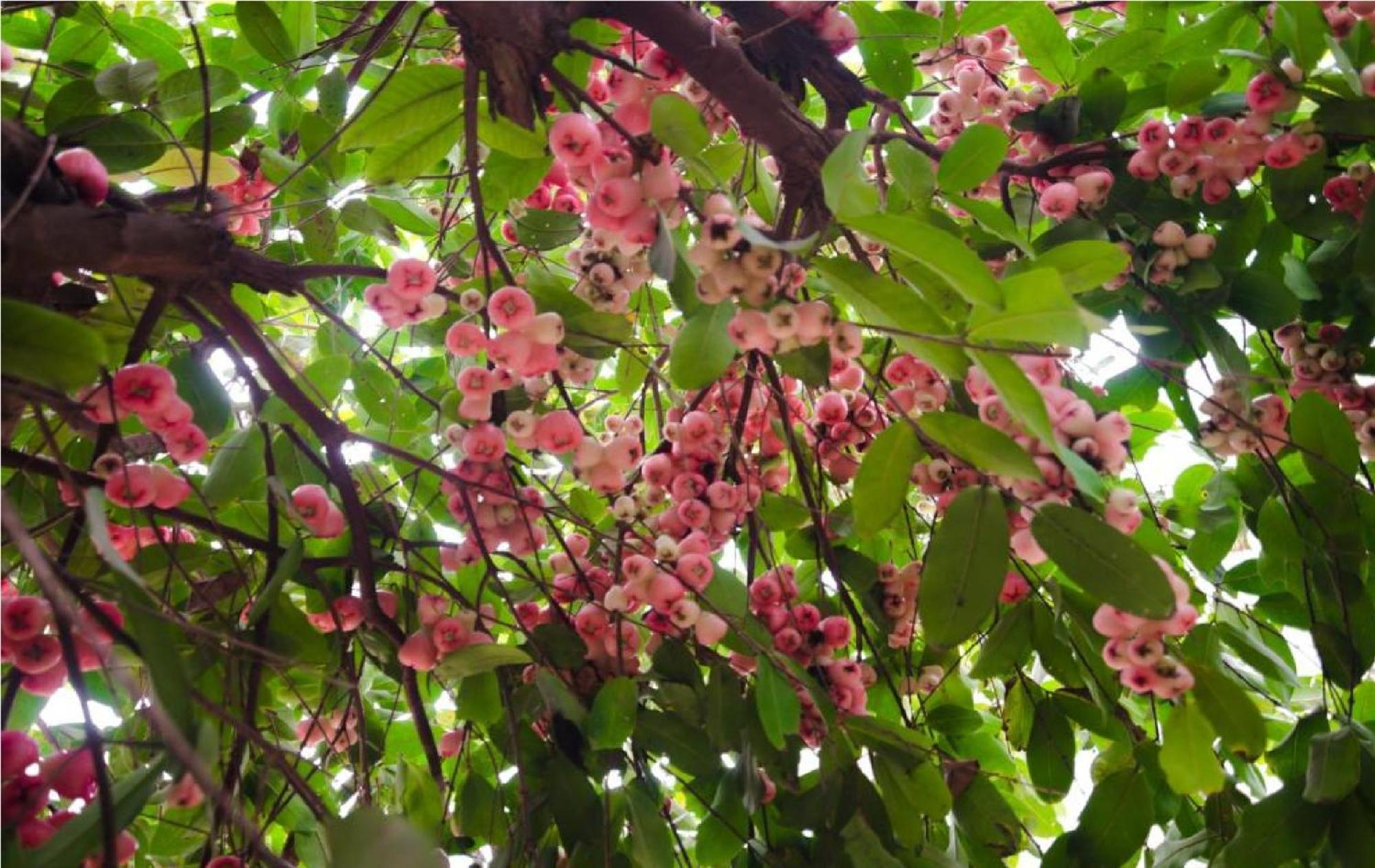 Riverside Plum Garden Villa Hoi An Luaran gambar