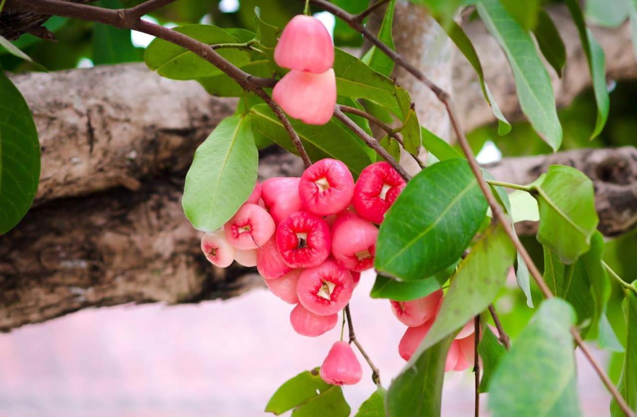 Riverside Plum Garden Villa Hoi An Luaran gambar